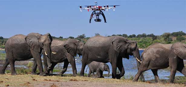 Drone membantu pelestarian hewan langka