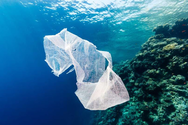 Peningkatan Jumlah Plastik Akan Berdampak Buruk Bagi Laut, Hewan dan Manusia Pada 2050