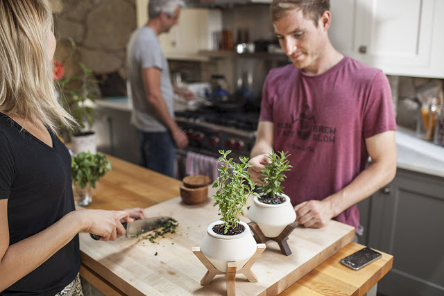 Lander Planter, Pot Untuk Tanaman Bertanah Basah